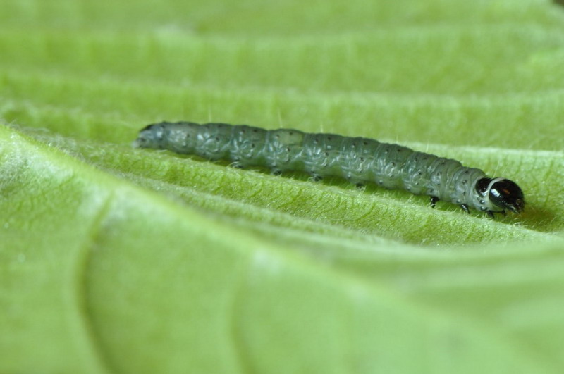 larva da identificare